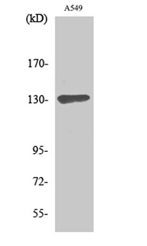 Sin3B rabbit pAb Antibody