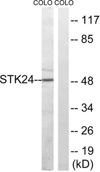 MST-3 antibody