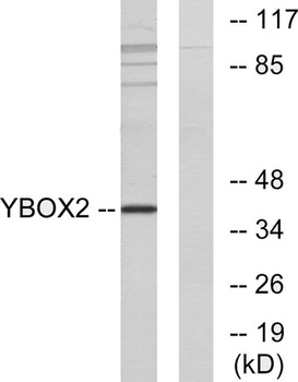 MSY2 rabbit pAb