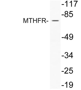 MTHFR rabbit pAb