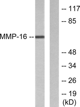 MMP-16 rabbit pAb