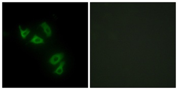 Mucin 13 rabbit pAb