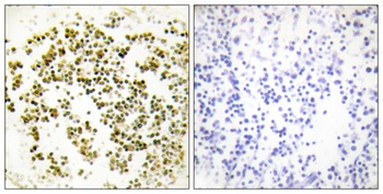 Musculin antibody