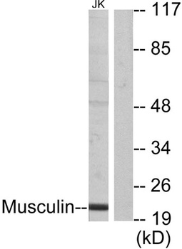Musculin antibody