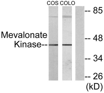 MVK antibody