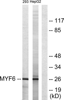 Myf-6 antibody