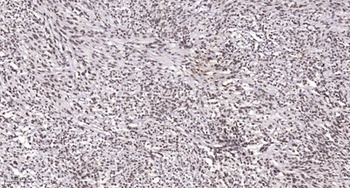 Myf-6 antibody