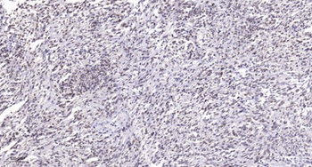 MYH antibody