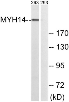MYH14 rabbit pAb