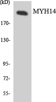 MYH14 antibody