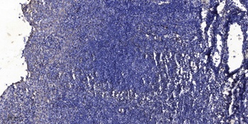 MYH14 rabbit pAb