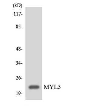 MYL3 rabbit pAb