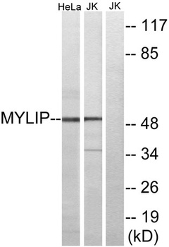 MYLIP rabbit pAb