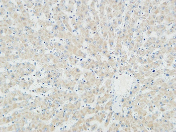 Myogenin rabbit pAb
