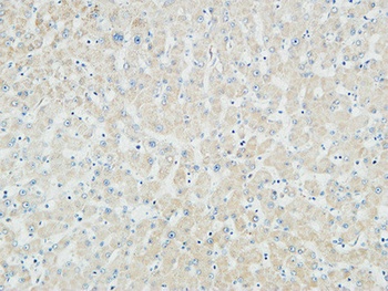 Myogenin rabbit pAb