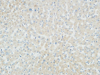 Myogenin antibody