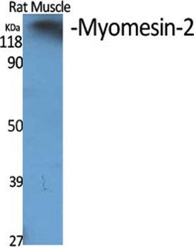 Myomesin-2 rabbit pAb
