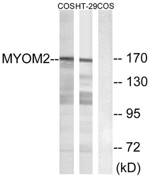 Myomesin-2 antibody