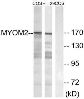 Myomesin-2 rabbit pAb