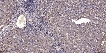 Myomesin-2 antibody
