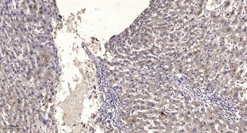 Myotubularin rabbit pAb
