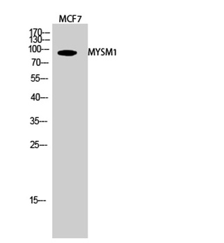 MYSM1 antibody