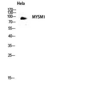 MYSM1 rabbit pAb