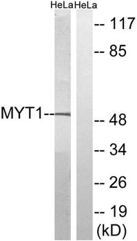 Myt 1 rabbit pAb