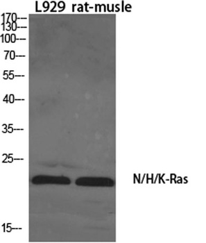 N/H/K-Ras antibody