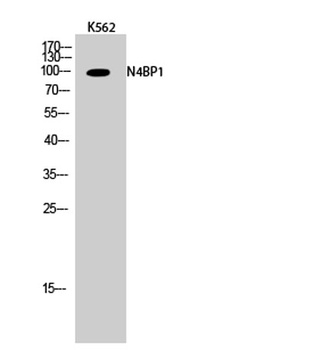 N4BP1 rabbit pAb