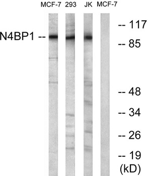 N4BP1 rabbit pAb