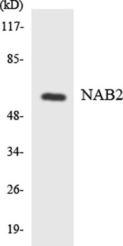NAB2 rabbit pAb