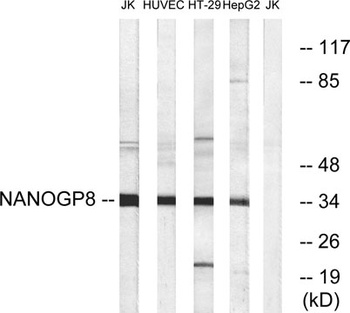 Nanog P8 antibody