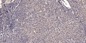 Nanog P8 antibody