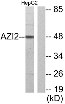 Nap1 antibody