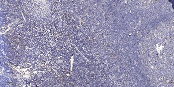 Nap1 antibody