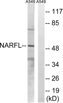 NARFL rabbit pAb