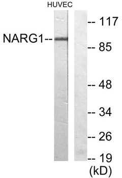 NARG1 antibody