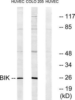 NBK antibody