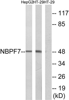NBPF7 rabbit pAb