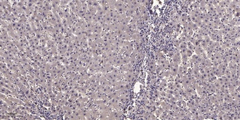 NBPF7 antibody