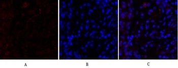 N-cadherin rabbit pAb