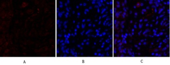 N Cadherin antibody