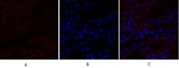 N-cadherin rabbit pAb