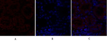 N-cadherin rabbit pAb