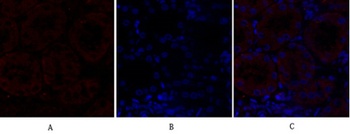 N Cadherin antibody