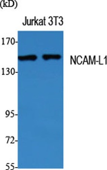 NCAM-L1 antibody