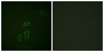 NCAM-L1 rabbit pAb