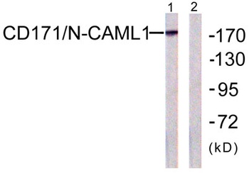 NCAM-L1 rabbit pAb