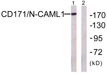 NCAM-L1 antibody